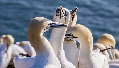 德甲交锋，柏林赫塔1-3击败法兰克福，强势攻击引人注目