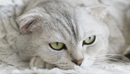 76人惜败热火，恩比德空砍40分+15篮板，76人队恩比德受伤