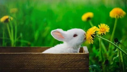 ayx爱游戏_ 不断进步！NBA新秀在比赛中成长为球队的重要一员！，ai nba