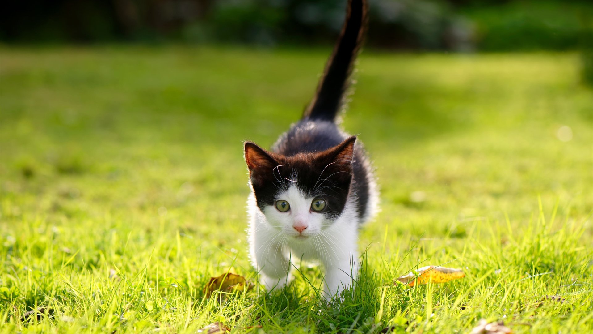 _老将带领奇才,战斗精神永不言弃_,老将上战场的诗句