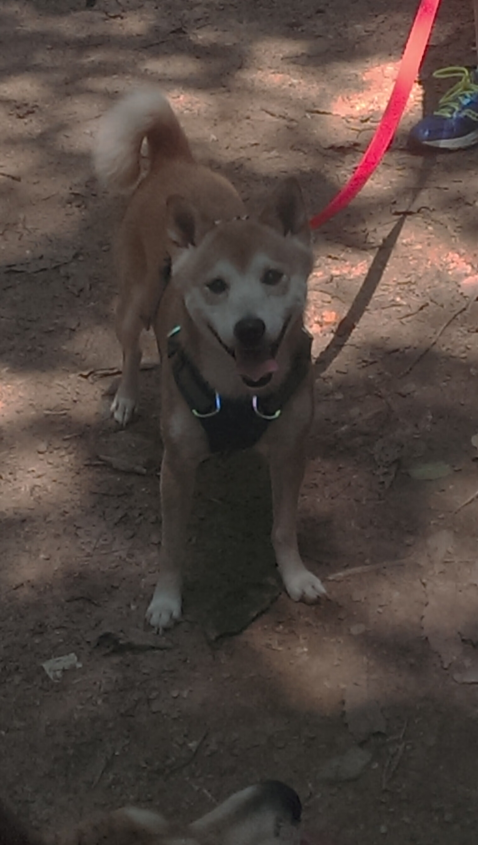 “意甲青年军崛起,未来可期”,意甲青训排名