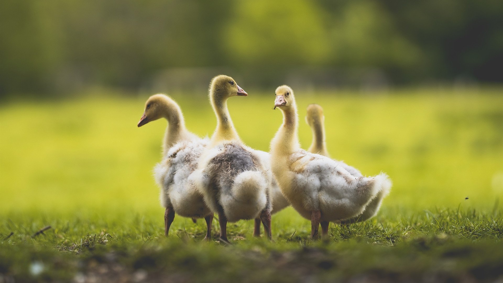 中国女足国际友谊赛表现优异,备战东京奥运会,中国女足告别东京奥运