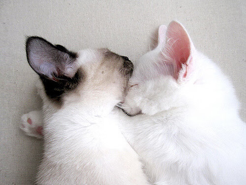 户外攀岩巡回赛,突破极限迎难而上,野外攀岩视频比赛视频