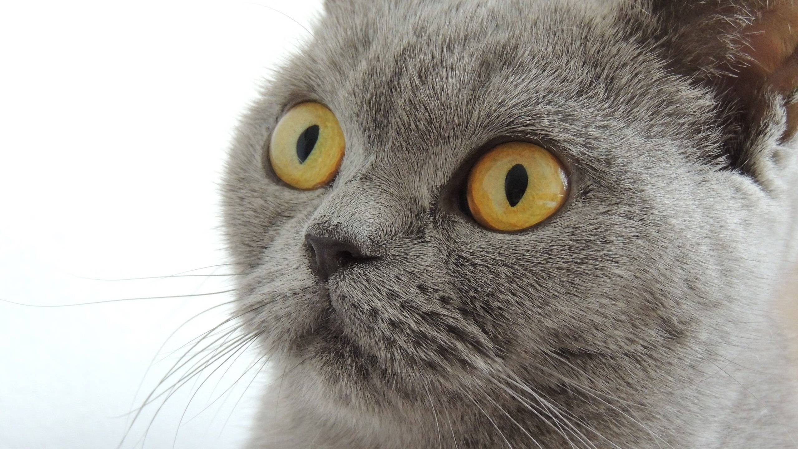 洛杉矶湖人开启“新战术体系”,冲击总冠军目标!,洛杉矶湖人队新闻