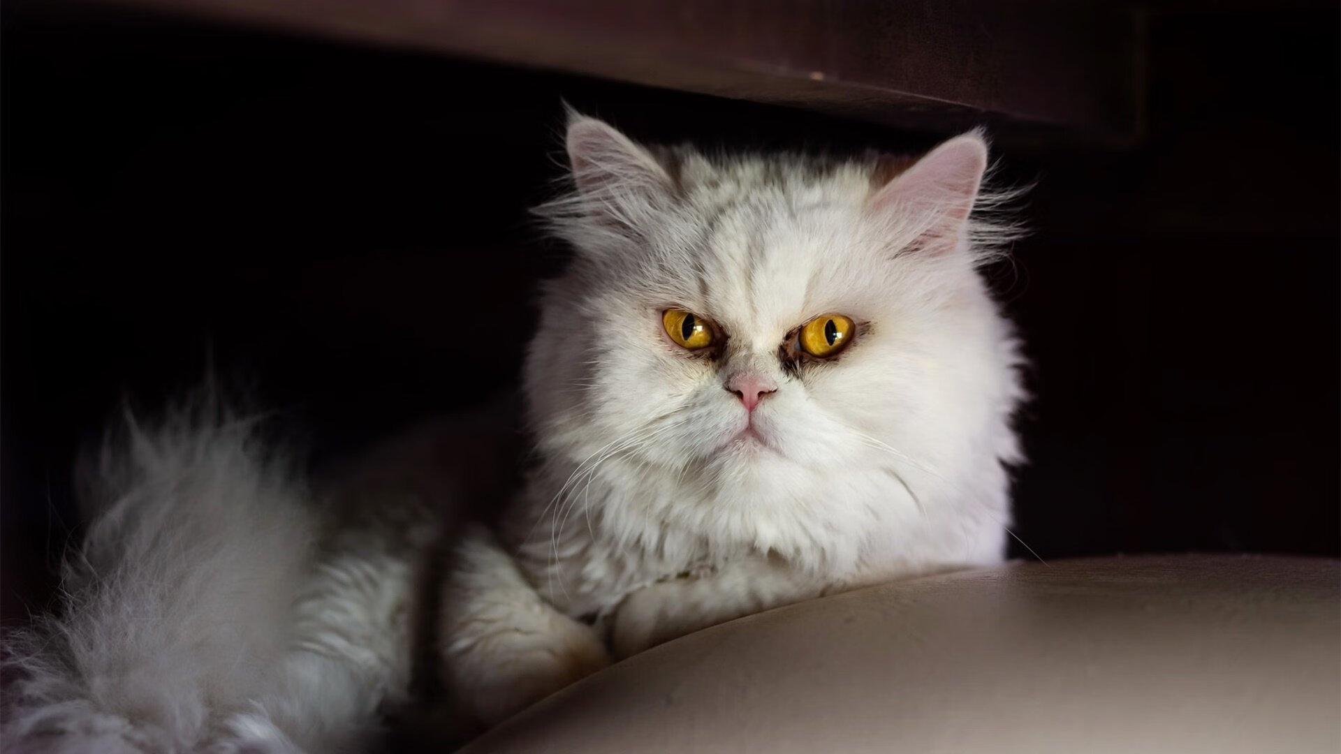 洛杉矶湖人新“战术”加持，季后赛冲击冠军！，洛杉矶湖人队阵容2020