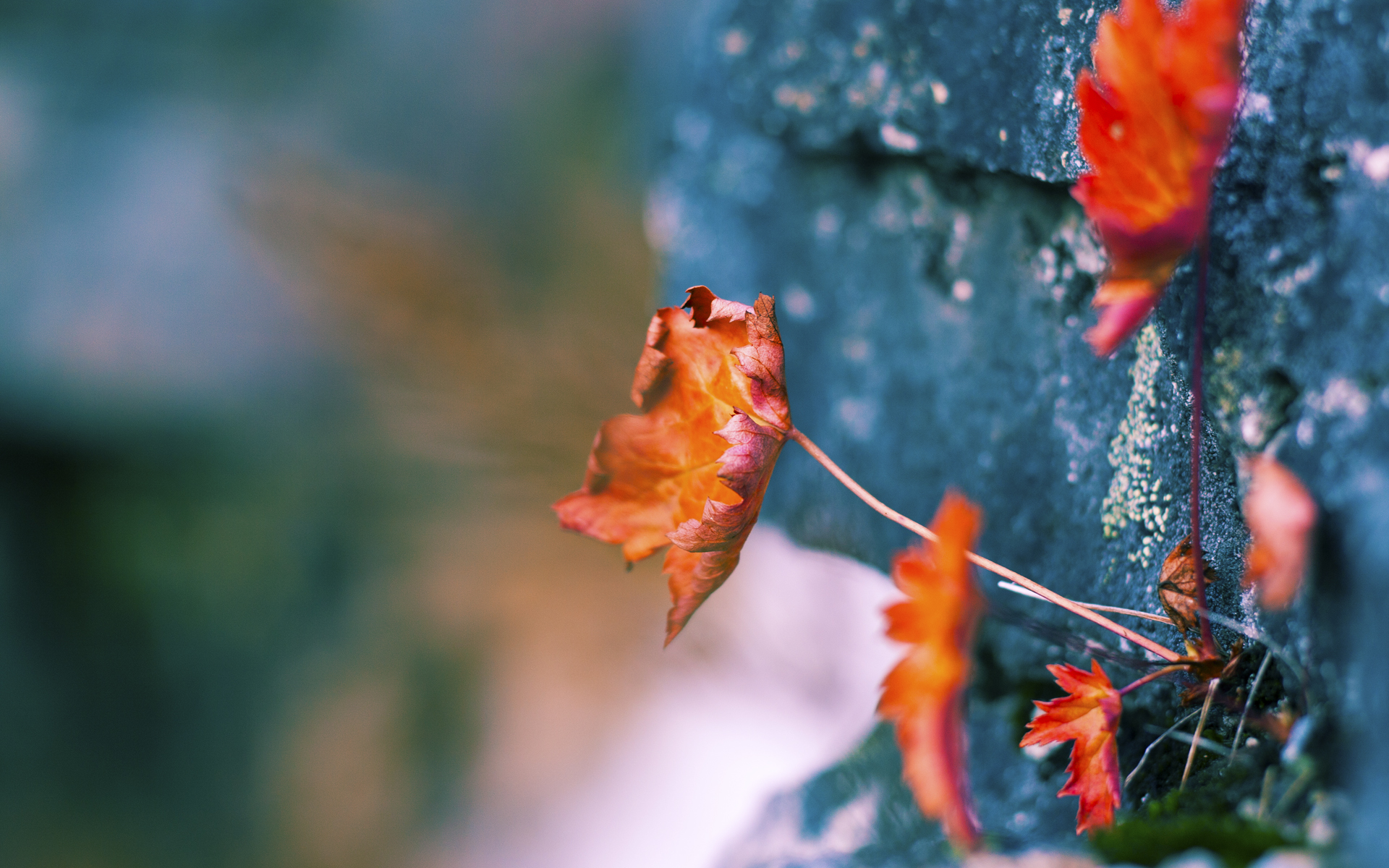 逆境中的“铁血战士”：最坚韧的球队精神，铁血战士最强的铁血