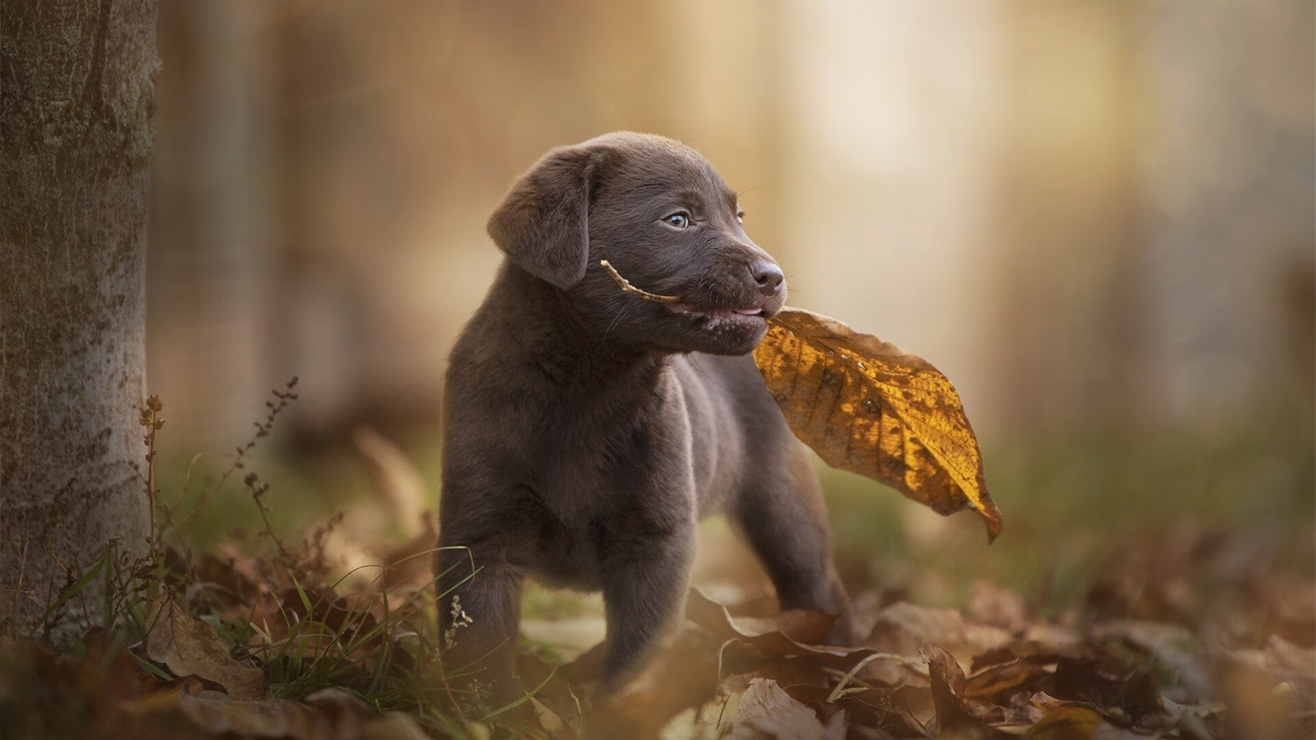 CBA新赛季即将开幕，球员合练备战迎冠军，cba 新赛季