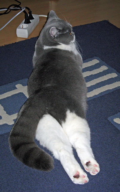 中国足球的球员心理辅导机制,足球运动员心理素质培养