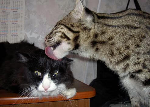 中国足球的球员技术提升计划实施方案实施，中国足球球员规划