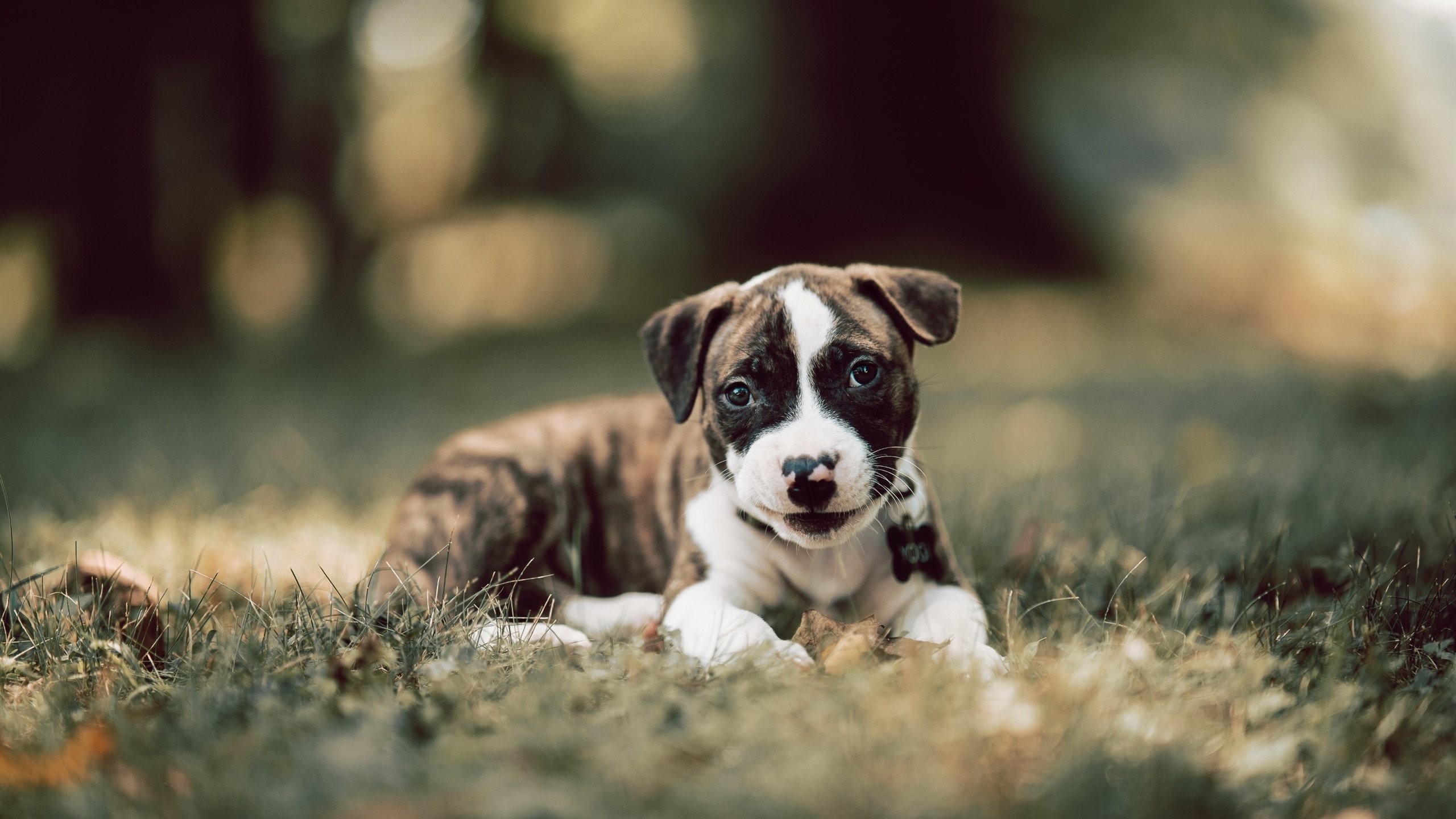 中国足球的球员技术提升计划实施方案实施，中国足球球员规划