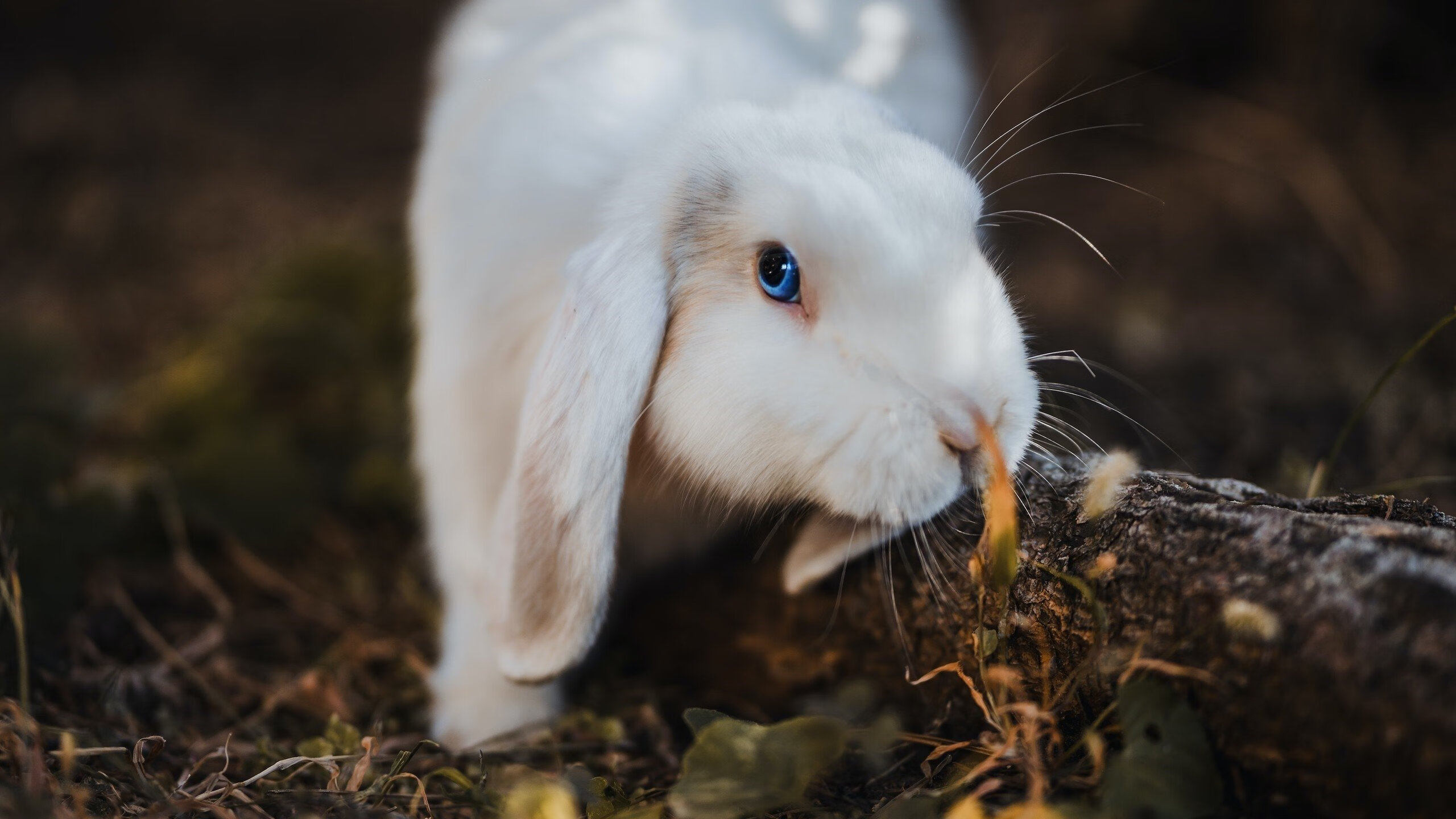 切斯特城客场击败唐卡斯特，实现客场不败战绩，球队士气正高，切斯特排名