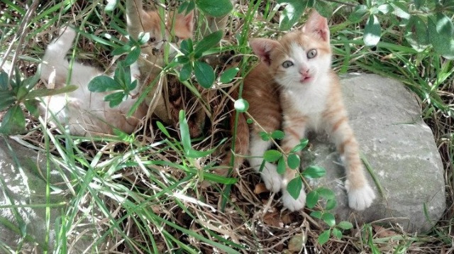 基尔客场全取三分，暂时摆脱降级区，基尔对科隆比分预测
