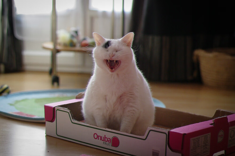 比利时队长再获金靴奖提名，表现斐然，比利时队冠军