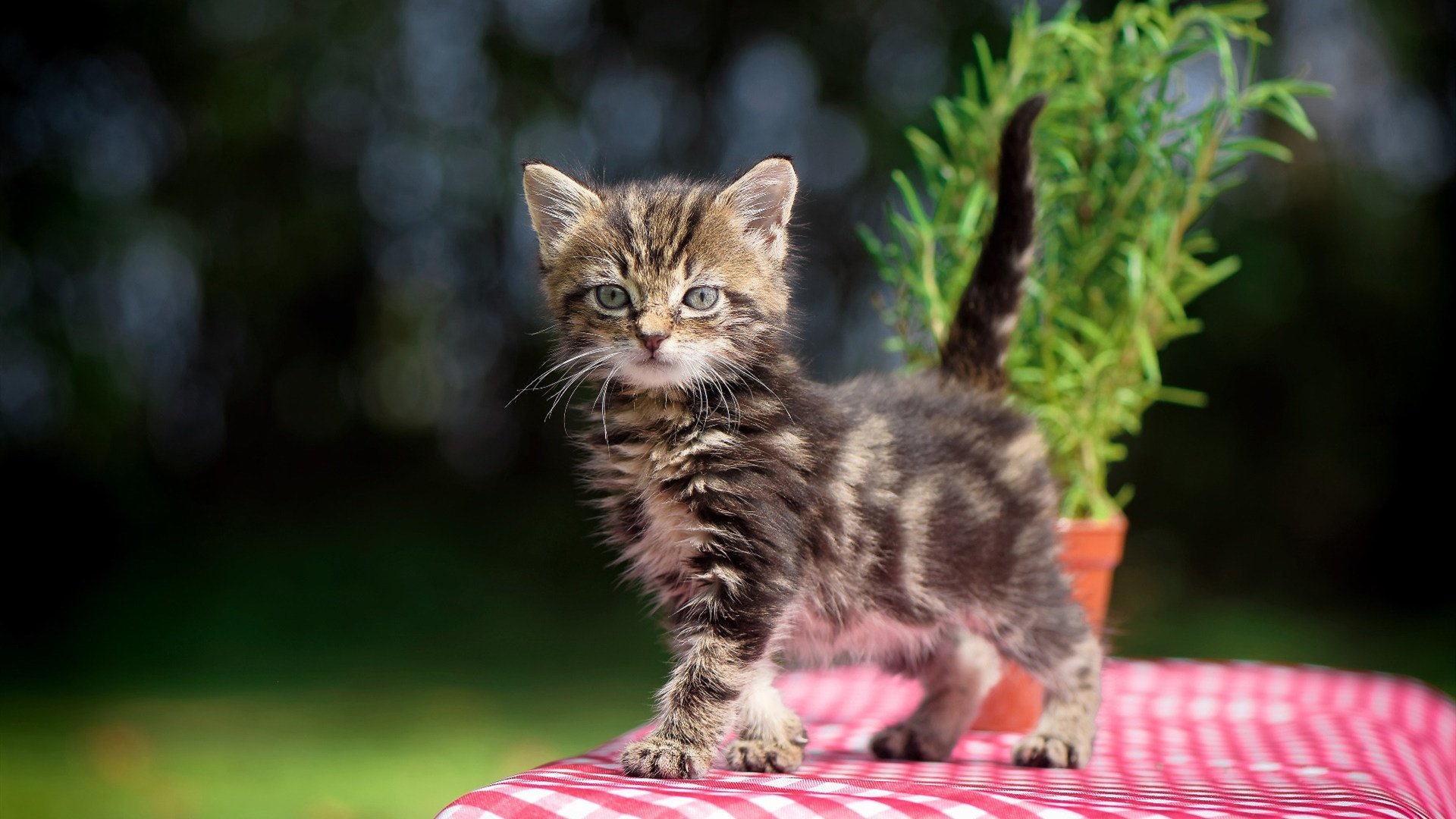 比利时马术协会与欧洲马术协会签署合作协议，共同举办国际赛事。