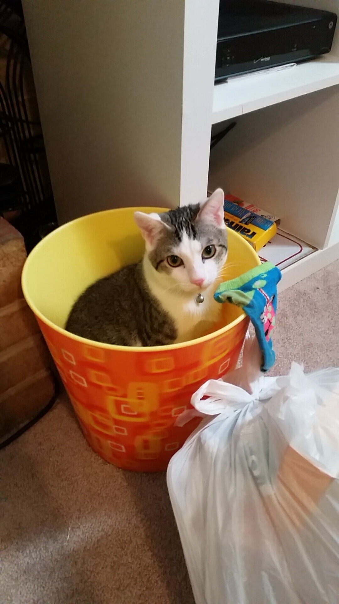 狼队主场取胜，打破连败纪录，球队未来一片光明，狼队力挺qg