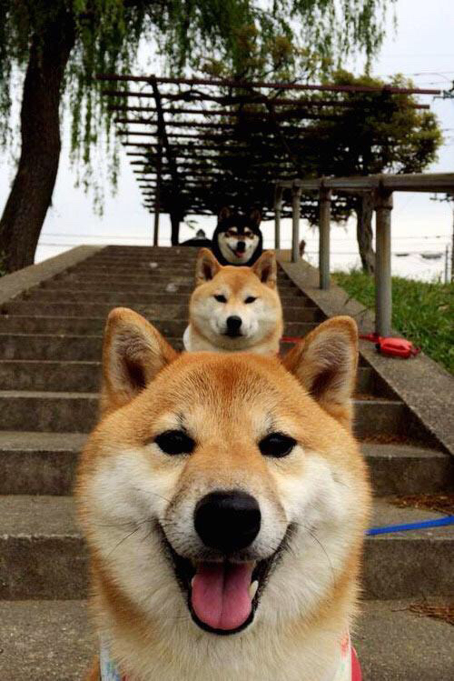 猛龙老将状态回升，球队进攻重新焕发活力，猛龙前队员