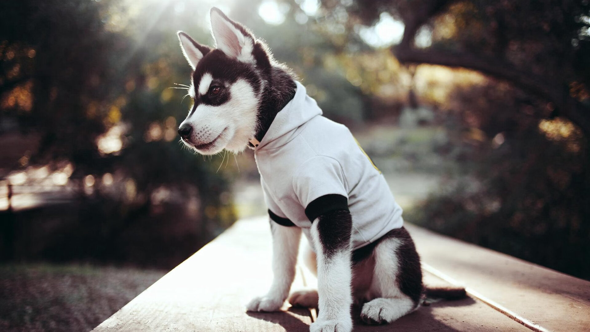 谢菲联客场击败纽卡斯尔,英超保级希望渐起,谢菲联 vs 纽卡斯尔