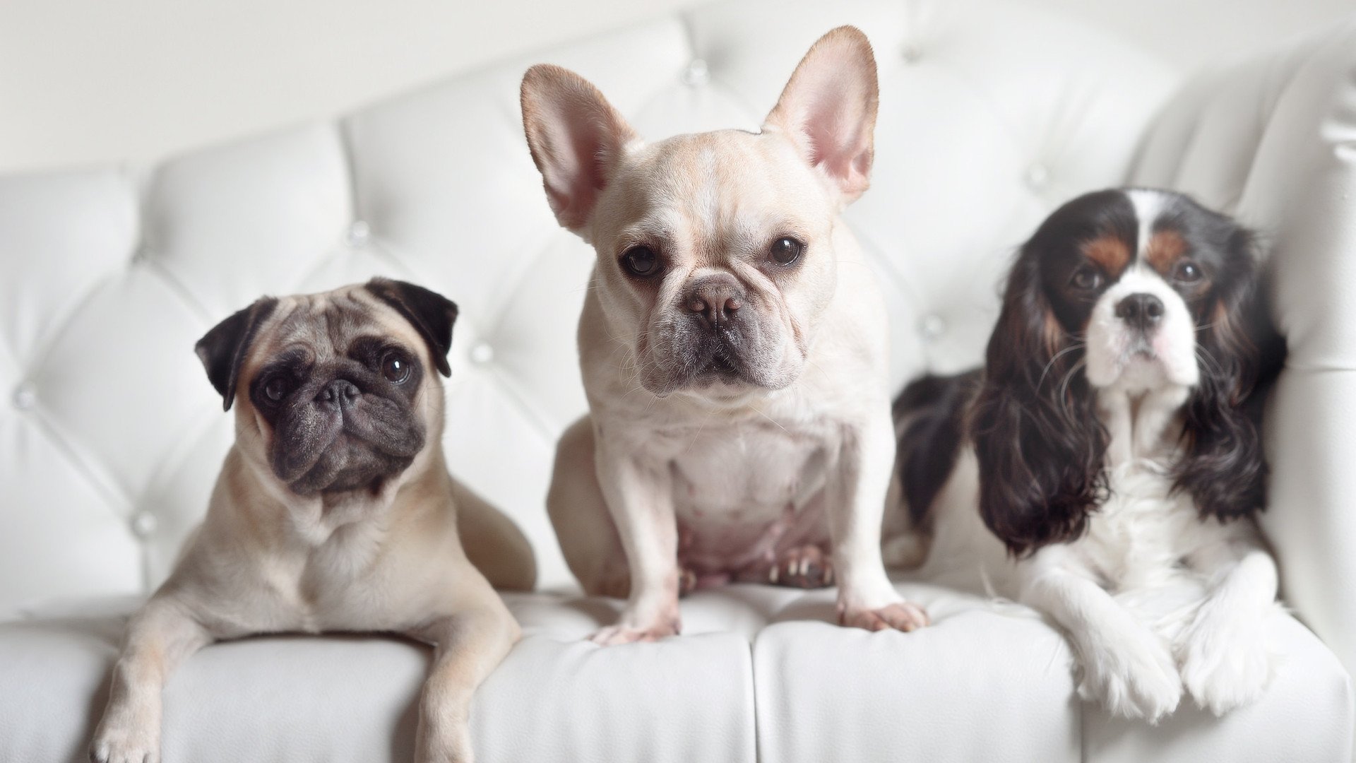 谢菲联客场龙门得分,将主场带回三分,谢菲联对莱切城直播