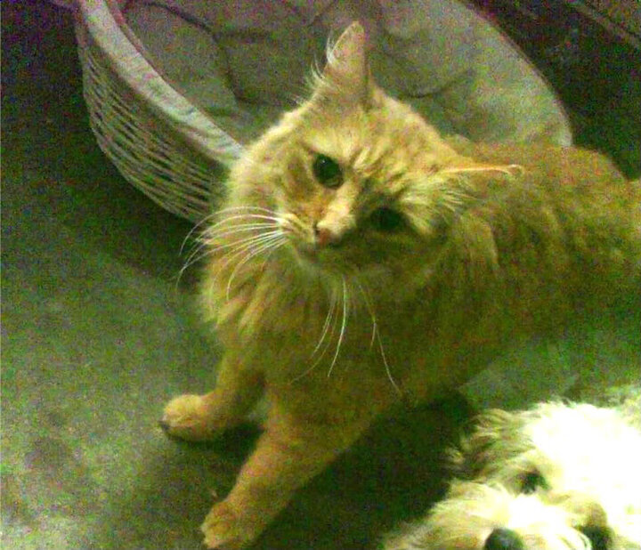 谢菲联客场龙门得分,将主场带回三分,谢菲联对莱切城直播