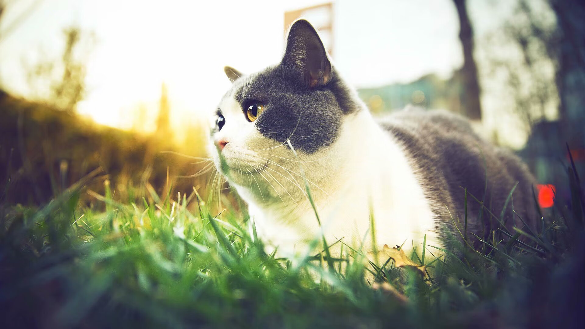 马尔基斯正踏追逐足球夢想之路，尤文图斯新秀展现潜力，尤文图斯2_1皇家马德里