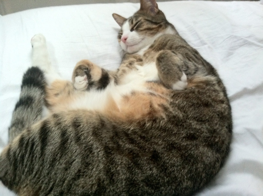 中国篮球职业联赛风险管理创新实践，篮球赛安全风险评估