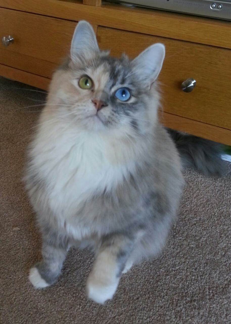 全国青少年轮滑自由式锦标赛火热开幕,2020全国青少年轮滑锦标赛