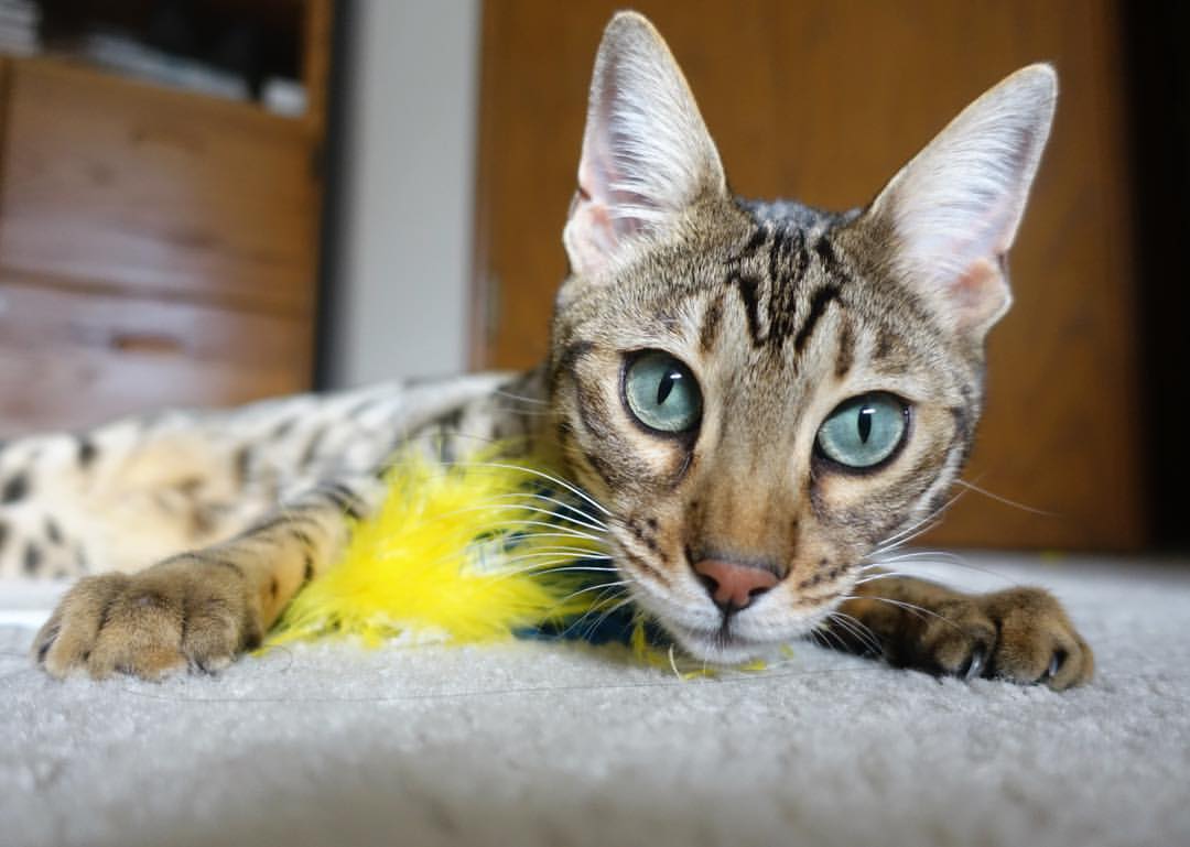 意甲青训心理训练对抗压力能力提升的实证研究,意甲本队青训