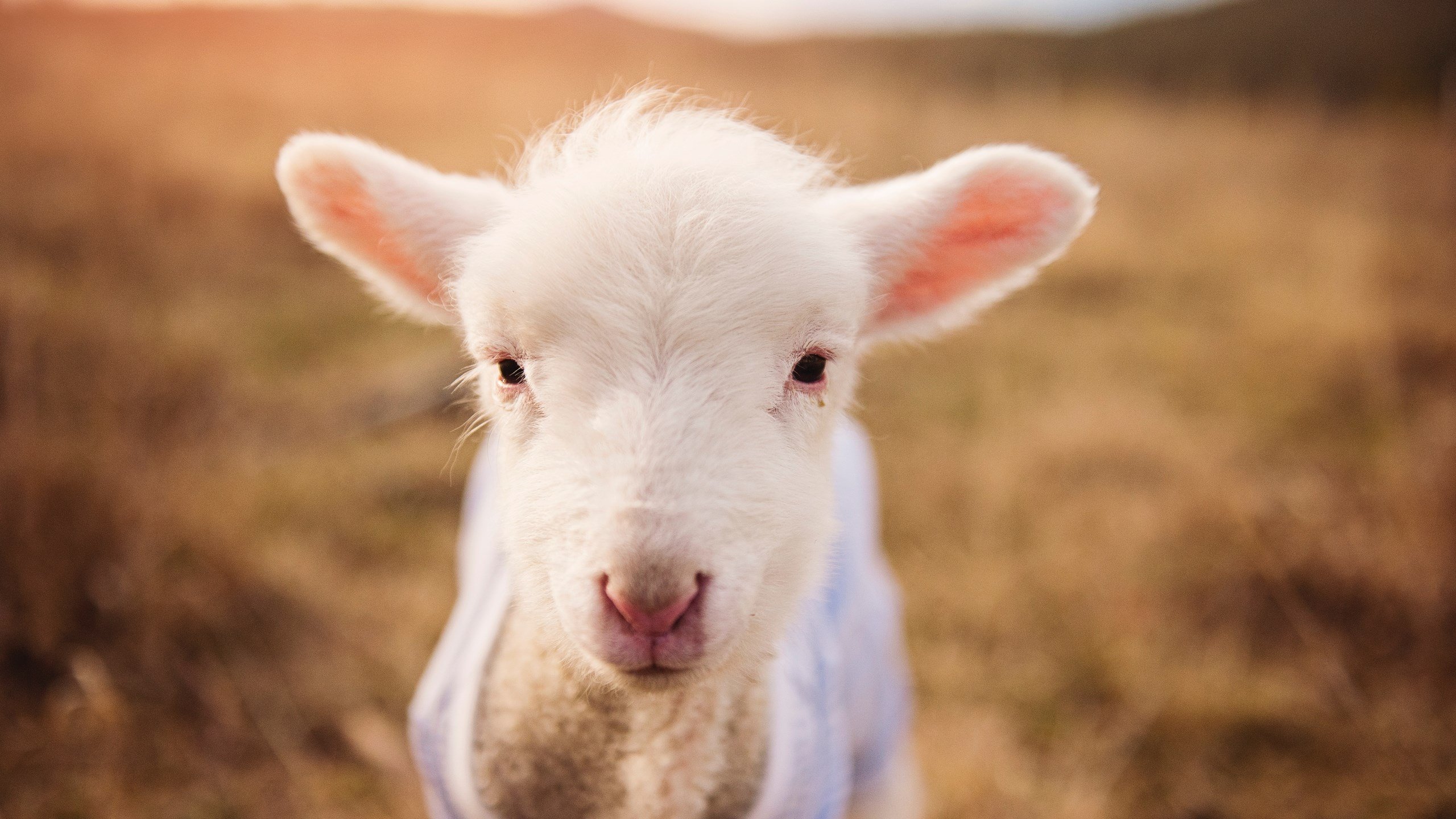 课程改革评估体系,课程改革评价