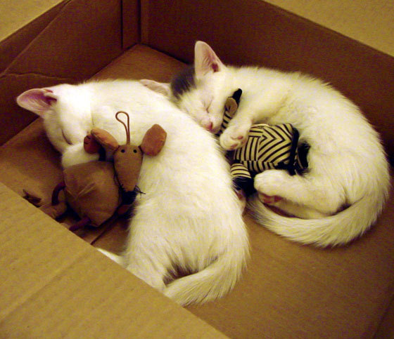 德克斯决赛精彩瞬间引爆现场，德克斯决赛精彩瞬间引爆现场图片