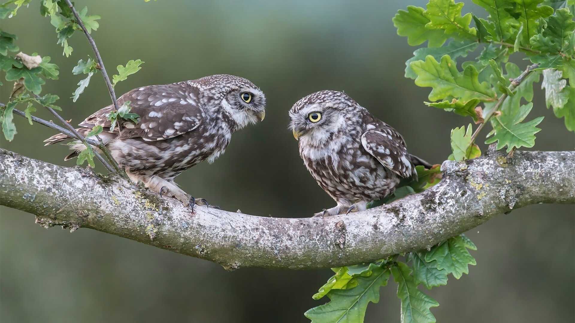 掘金主帅谈球队未来三年规划，掘金队球员薪资